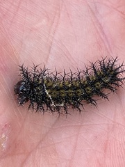 Hemileuca maia