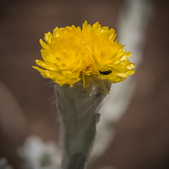 Helichrysum flanaganii