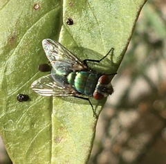 Lucilia eximia