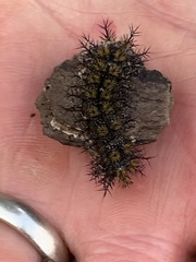 Hemileuca maia