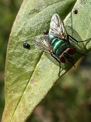 Lucilia eximia