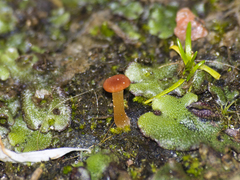 Agaricomycetes