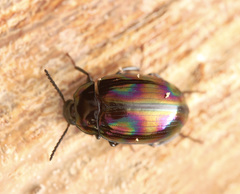 Ceropria induta