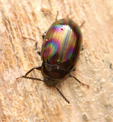 Ceropria induta