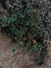 Crocanthemum glomeratum