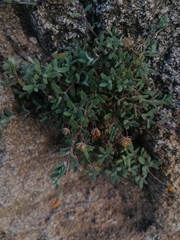 Crocanthemum glomeratum