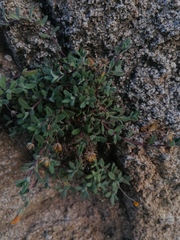 Crocanthemum glomeratum