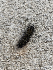 Hemileuca maia