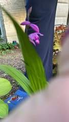 Bletilla