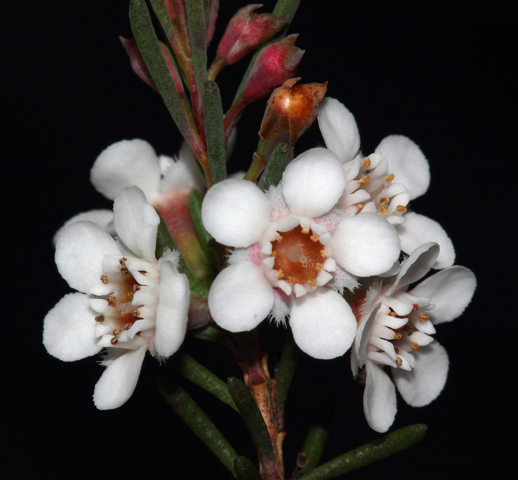 Waxflowers (Chamelaucium) - Botanical Realm