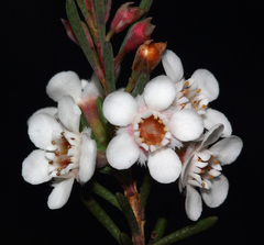Chamelaucium ciliatum