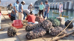 Concholepas concholepas