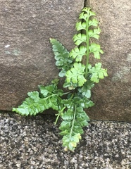 Asplenium adiantum-nigrum
