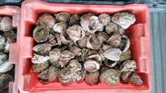 Concholepas concholepas