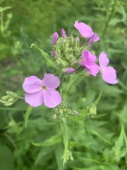 Hesperis matronalis