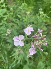 Hesperis matronalis