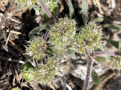 Chorizanthe cuspidata