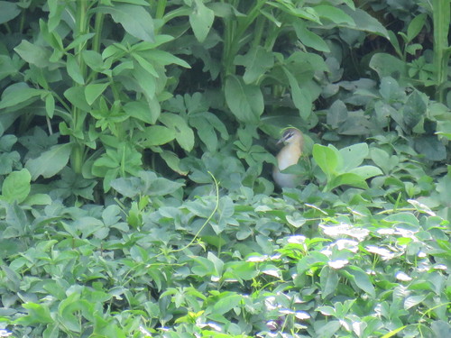 Yellow-breasted Crake (Laterallus flaviventer), photo 3