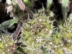 Chorizanthe cuspidata