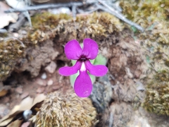 Pinguicula macrophylla