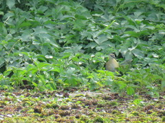 Hapalocrex flaviventer