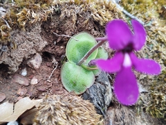 Pinguicula macrophylla