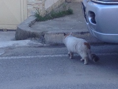 Felis catus