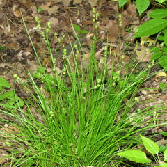 Carex radiata