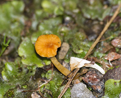 Agaricomycetes