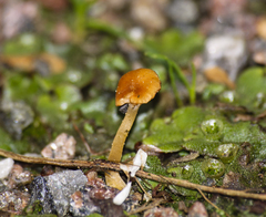 Agaricomycetes