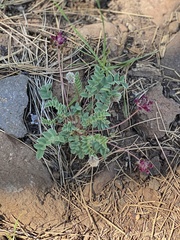 Astragalus troglodytus