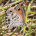 False Silver-bottom Brown - Photo (c) Brendan Cole, some rights reserved (CC BY-NC-ND), uploaded by Brendan Cole