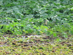 Hapalocrex flaviventer