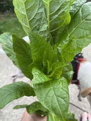 Phytolacca americana