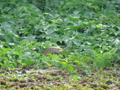 Hapalocrex flaviventer