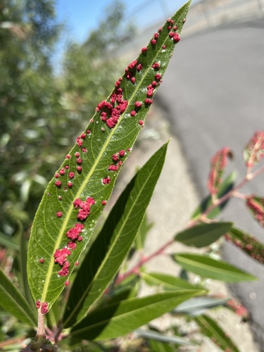 Willow Bead Gall Mite