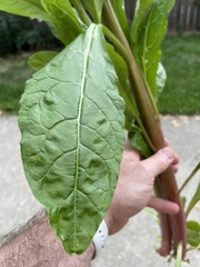 Phytolacca americana