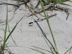 Cicindela abdominalis