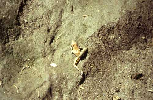 Ptychadena anchietae