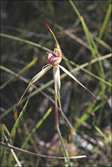 Caladenia australis