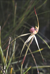 Caladenia australis