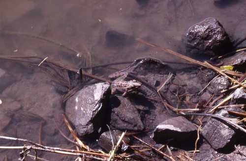 Ptychadena mascareniensis