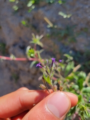 Allophyllum gilioides