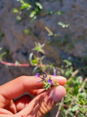 Allophyllum gilioides