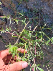 Allophyllum gilioides