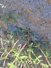 Allophyllum gilioides