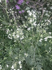 Anthriscus sylvestris