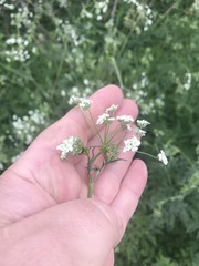 Anthriscus sylvestris
