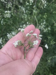 Anthriscus sylvestris