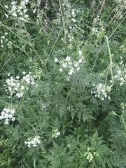 Anthriscus sylvestris